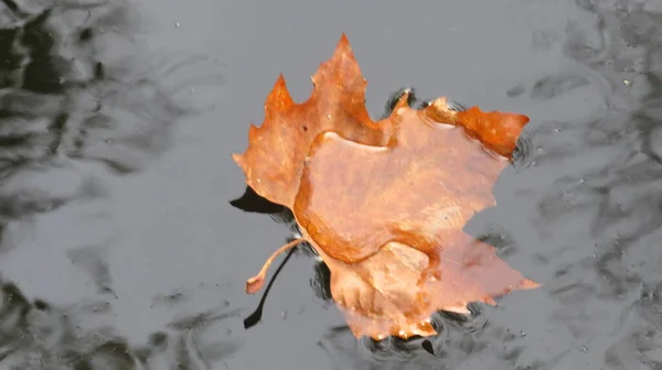 Nat Gevallen Herfstblad Plas Close — Stockfoto