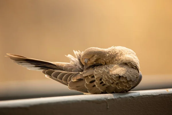 Closeup Adorable Turtle Dove Scratching Its Tail Beak Beige Background — Stok fotoğraf