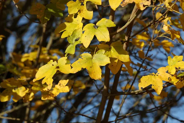 秋天树木上美丽的叶子的特写 — 图库照片