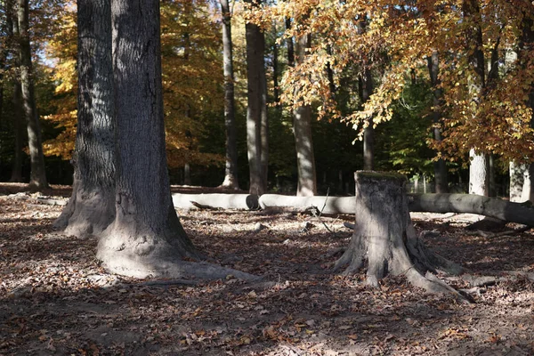 Een Prachtig Uitzicht Een Herfstlandschap Met Veel Bomen — Stockfoto