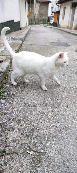 Close Gato Branco Andando Rua Asfalto Grunge — Fotografia de Stock