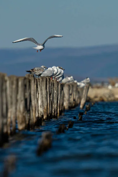 Denizde Tahta Çubuklarda Oturan Martıların Manzarası — Stok fotoğraf