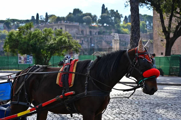 Closeup Black Horse Decorated City Tour Rome — Stock Photo, Image