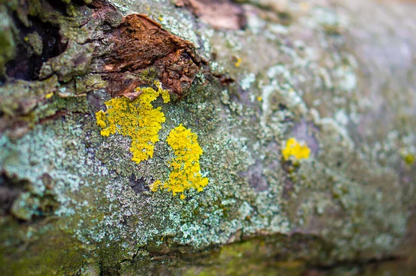 Detailní Záběr Žlutého Lišejníku Starém Ošlehaném Kmeni Stromu — Stock fotografie