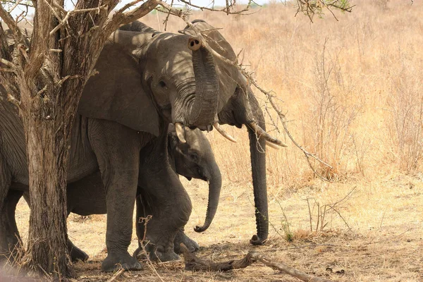 Elefante Safári Tanzânia Selous Game Reserve Dia Ensolarado — Fotografia de Stock