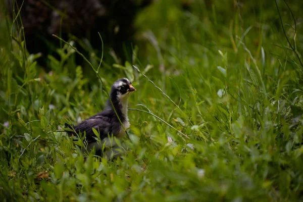 Selective Focus Shot Chick Farm — Foto de Stock