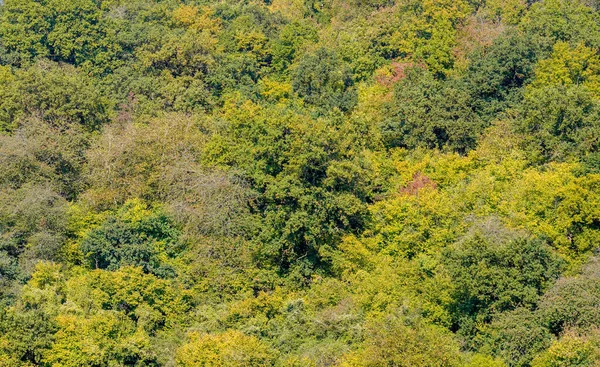 Densas Árvores Outono Floresta — Fotografia de Stock