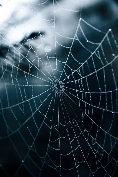 거미줄로 거미줄 — 스톡 사진