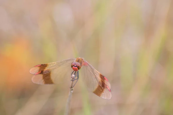 Dragonfly Nature Beautiful Green Background — 图库照片