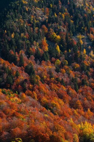 Pionowe Zdjęcie Długiej Ekspozycji Kolorowych Drzew Iglastych — Zdjęcie stockowe
