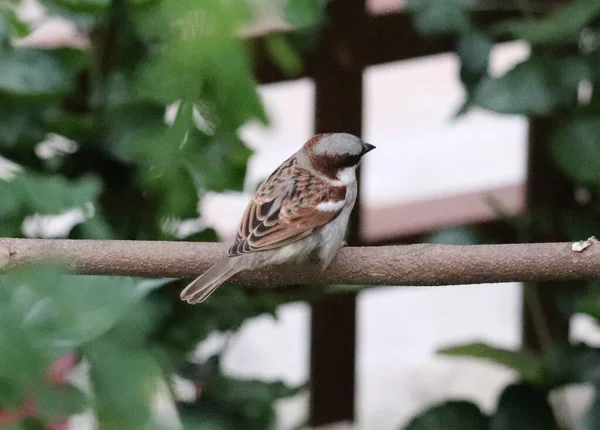 Oiseau Est Assis Sur Une Branche Arbre — Photo