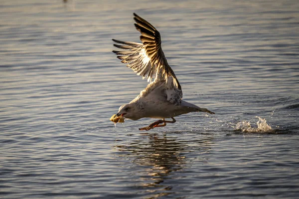 Grande Gabbiano Che Sorvola Mare Cerca Cibo — Foto Stock