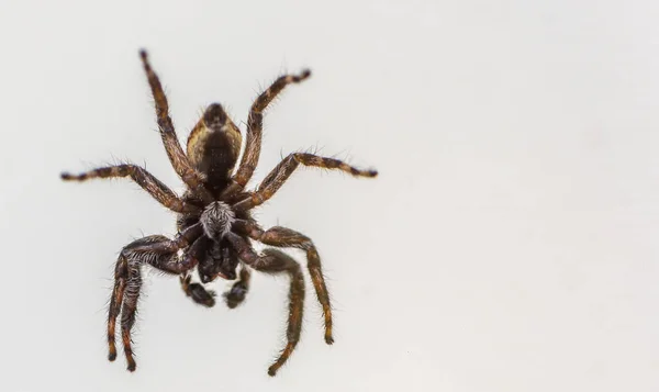 Close Shot Creepy Scary Jumping Spider Isolated Whitebackground — 스톡 사진