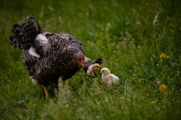 Een Kip Met Kuikens Een Boerderij — Stockfoto