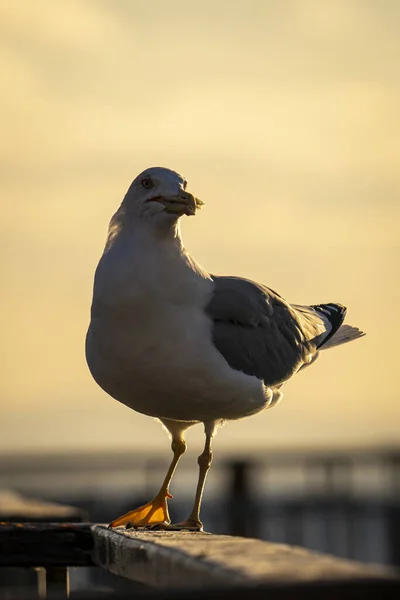 Uma Gaivota Empoleirada Trilho Ponte Segurando Pedaço Pão Seu Bico — Fotografia de Stock