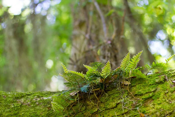 Yeşil Ormandaki Eğreltiotu Yapraklarının Yakınına Doğal Arkaplan Doku — Stok fotoğraf
