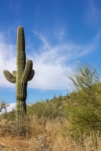 Una Vista Del Largo Cactus Saguaro Día Soleado Con Nubes —  Fotos de Stock