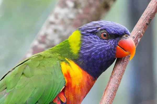 Schöne Bunte Papagei Ansicht — Stockfoto