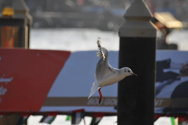 Closeup Cute Sea Gull Fly — стоковое фото