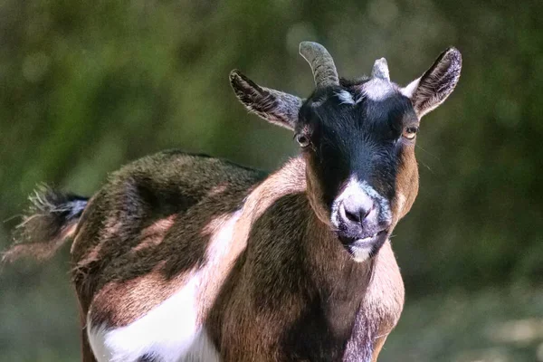 Closeup View Mountain Goat — Stock Photo, Image