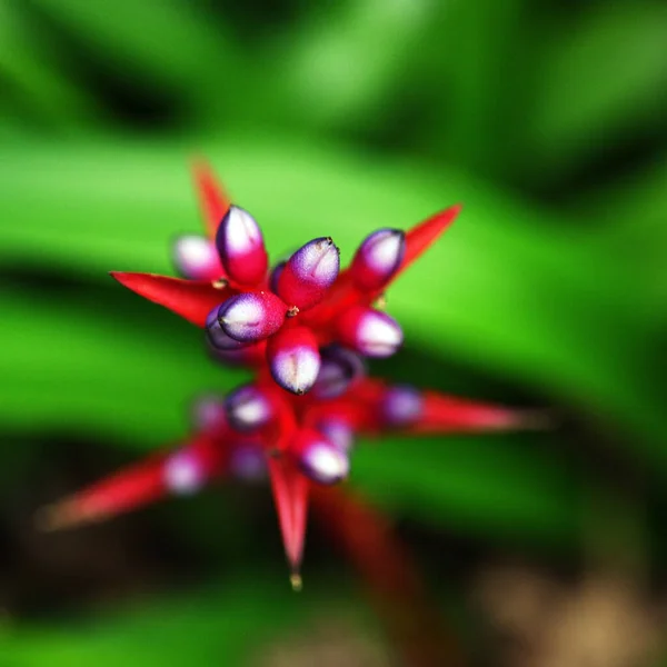 Sekély Fókusz Bromeliád Zöld Homályos Háttér — Stock Fotó