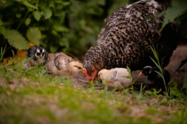 一只棕色母鸡和一只小鸡的特写镜头 — 图库照片