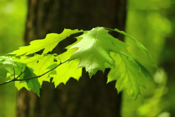 Gröna Löv Skogen — Stockfoto