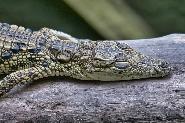 Crocodilo Zoológico — Fotografia de Stock