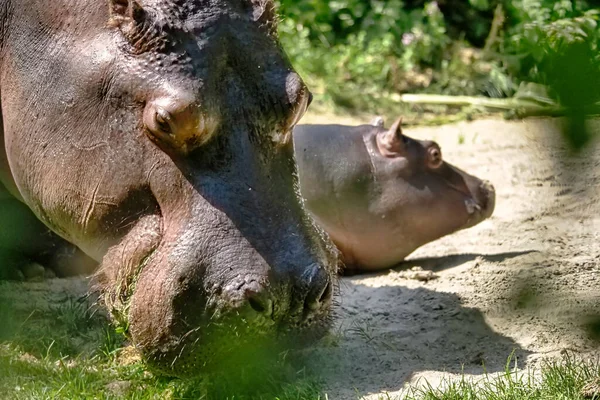Een Close Shot Van Een Jong Nijlpaard Het Water — Stockfoto
