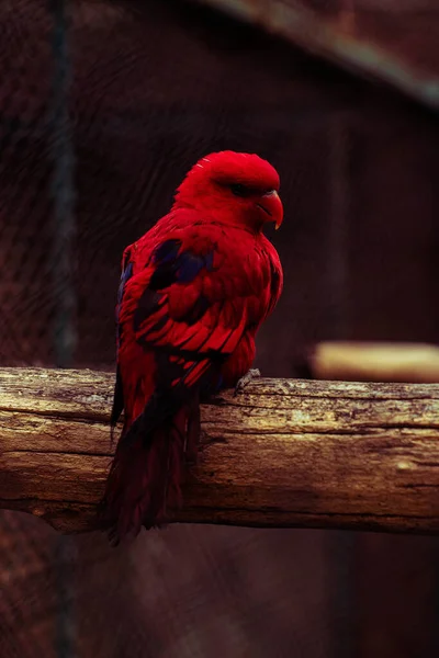 Loro Rojo Una Rama —  Fotos de Stock