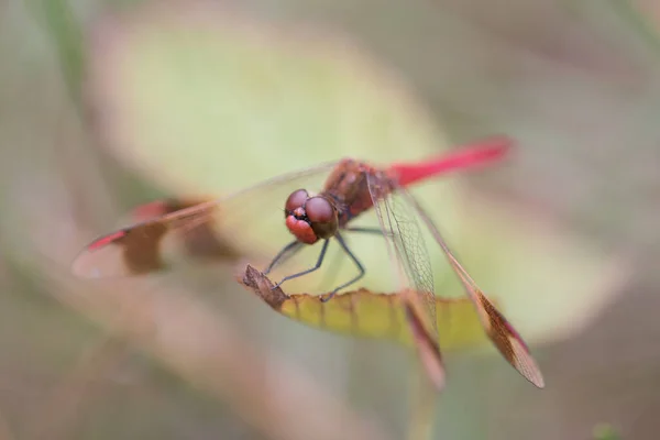 Nahaufnahme Einer Libelle Auf Einem Blatt — Stockfoto