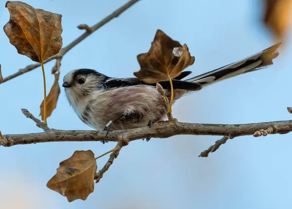 Foyer Peu Profond Petit Oiseau Assis Sur Branche Arbre — Photo
