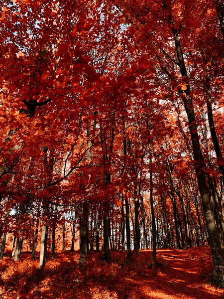 Belo Tiro Árvores Coloridas Durante Outono — Fotografia de Stock