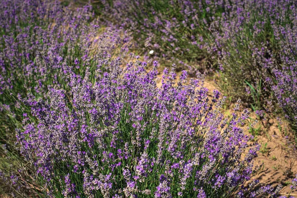 Big Purple Field Lavender Medicinal Flower Day — Stock Photo, Image