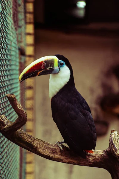 Közeli Egy Toucan — Stock Fotó