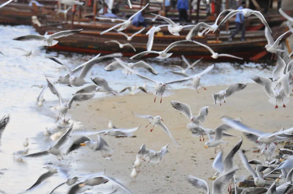 Big Flock Seagulls Flying Beach — Photo