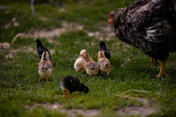 Poulet Avec Des Poussins Dans Une Ferme — Photo