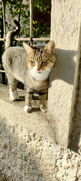 Primer Plano Lindo Gato Rayas Pie Junto Poste Madera Aire —  Fotos de Stock