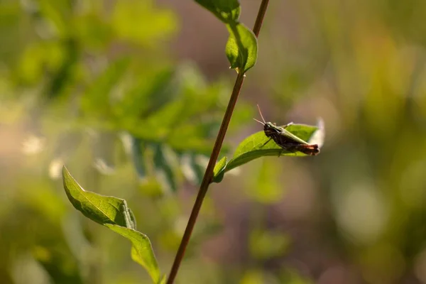 Кузнечик Зеленом Листе — стоковое фото