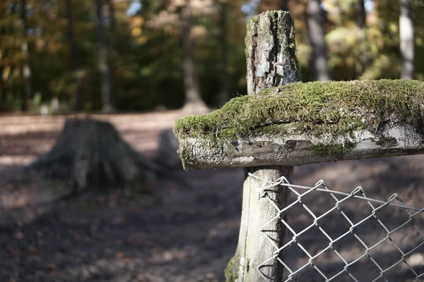 Detailní Záběr Dřevěný Plot Pokrytý Mechem Parku — Stock fotografie