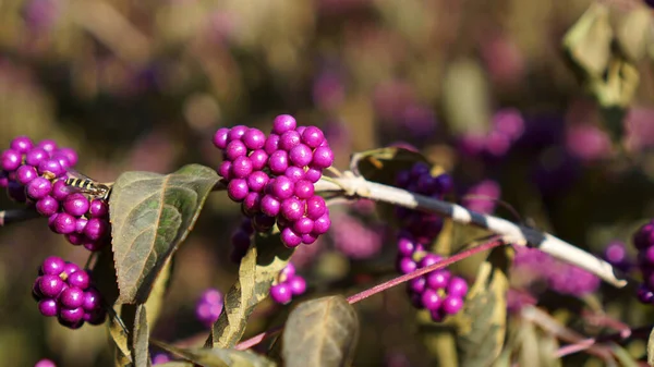 Branch Purple Beautyberry Bush Juga Dikenal Sebagai Early Amethyst Pada — Stok Foto