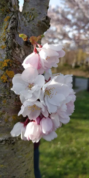 Closuep Shot Delicate Cherry Blossom Flowers Richmond — Foto Stock