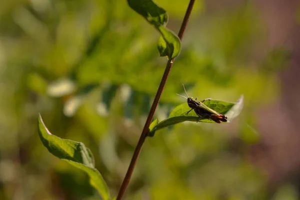树枝上的绿色蚱蜢 — 图库照片