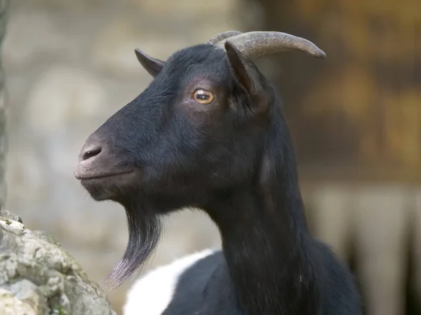 Közelkép Egy Hegyi Kecskéről — Stock Fotó