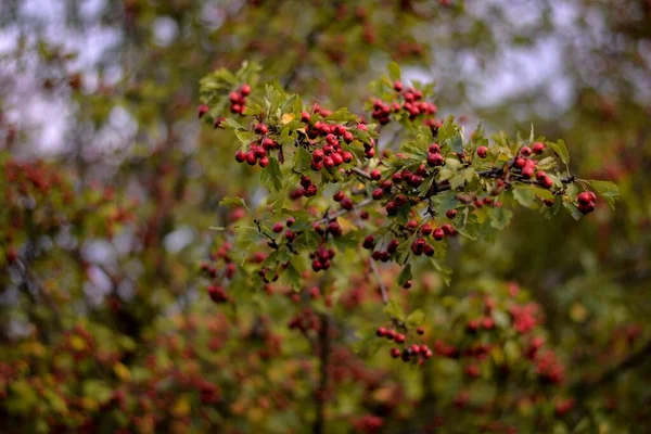 Bagas Vermelhas Uma Árvore Jardim — Fotografia de Stock