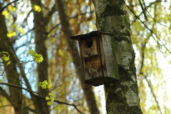 Birdhouse Bois Sur Arbre Dans Forêt — Photo