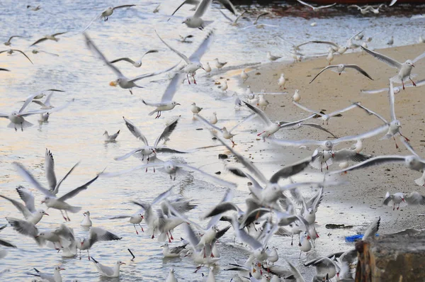 Stor Flock Måsar Stranden — Stockfoto