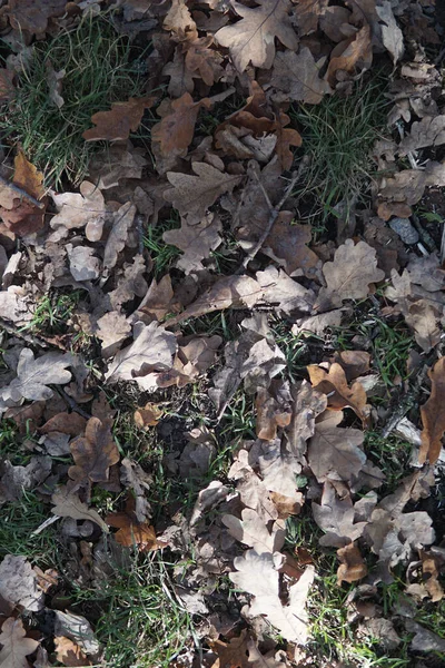 Une Vue Dessus Des Feuilles Érable Automne Séchées Tombées Sur — Photo