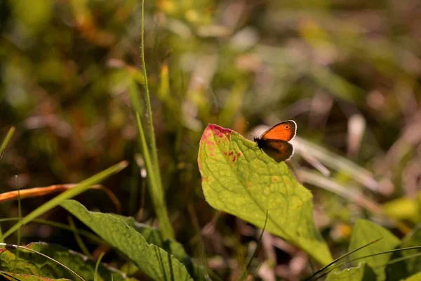 Schmetterling Auf Einem Grünen Blatt Auf Dem Hintergrund Der Natur — Stockfoto