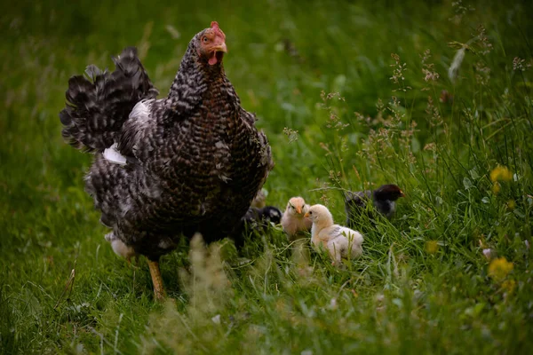 农场里有小鸡的鸡 — 图库照片
